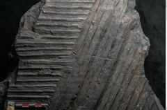Foto (Detailansicht) von Syringodendron cyclostigma Brongniart (NHMW-GEO-2024-0188-11247)